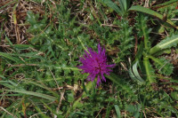 Dwarf-Thistle